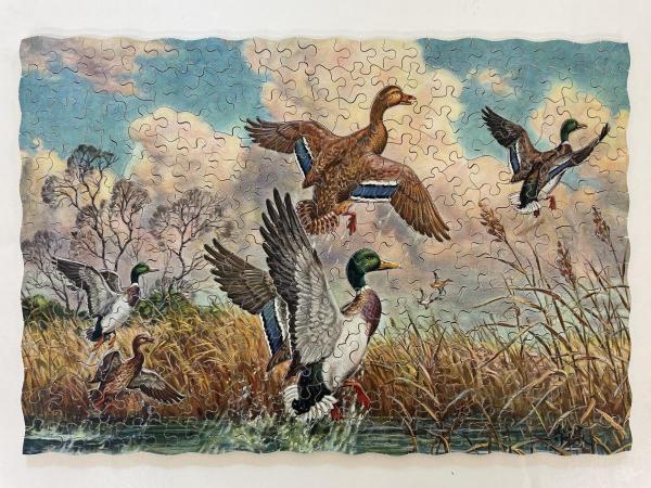 Up an and Away (Birds in Flight)