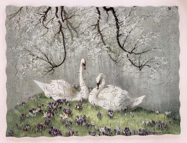 Spring Cover (Swans)