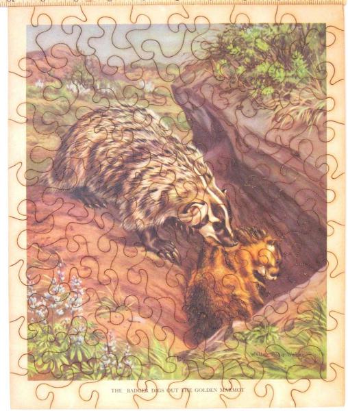 The Badger and His Victim